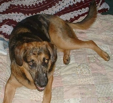 A black and brown Aussiedor laying down on a bed with a crochetted blanket